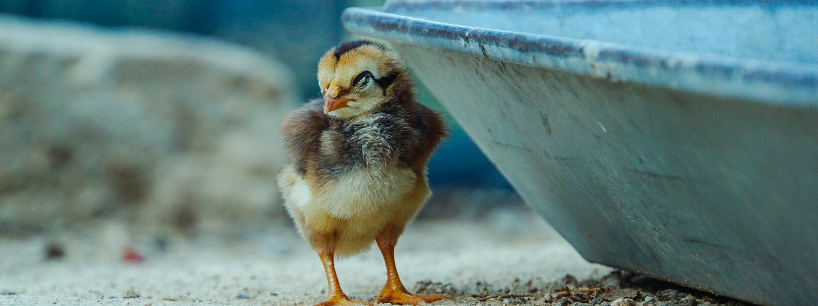 yellow chick on gray concrete wall