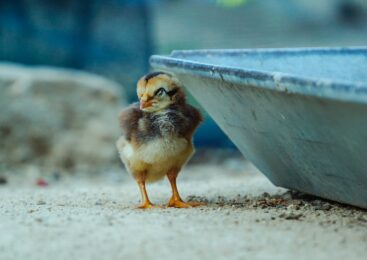 yellow chick on gray concrete wall